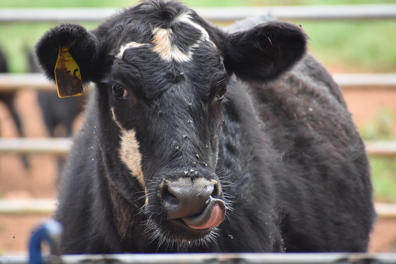 Chick-fil-A Cow Appreciation (1).JPG